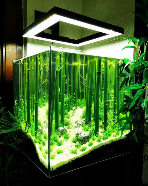 Lang&Lang Design - Aquascaping on Instagram: “And here is the planted bamboo forest in the 125liter cube 😃 now the plants have to grow until this looks like a natural bamboo forest 😊 I…” Bamboo In Aquarium, Lucky Bamboo Aquarium, Bamboo Aquascape, Bamboo Aquarium, Cube Aquascape, Forest Aquarium, Terrariums Ideas, Paludarium Vivarium, Freshwater Aquascape