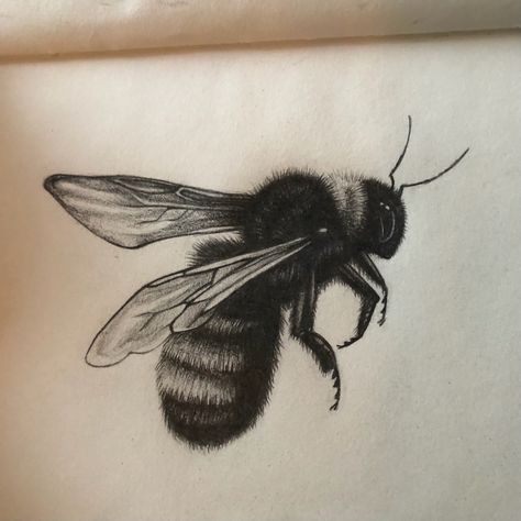 #art #graphitedrawing #drawing #bee #bumblebee #blackandwhite #sketch #sketchbook Bumblebee Sketch, Draw Bee, Lino Ideas, Bee Sketch, Poison Garden, Bumble Bee Tattoo, Piercings Ideas, Bee Drawing, Bee Tattoo