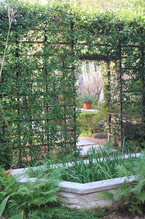 patio trellis | Japanese maples are happy here. It's tough to find the right spot for ... Garden Divider Ideas, Lean To Sunroom, Garden Divider, Garden Potting Shed, Dividers Ideas, Garden Dividers, Sunroom Kitchen, Curved Pergola, Divider Ideas