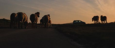 Cine Scenes from Summer 2020 (on the Gower Peninsula, Wales) ~ A 2.35:1 Aspect Ratio Photography Journal - Driftwood Journals Gower Peninsula, Film Scenes, Photography Journal, Photo Cropping, Travel Wanderlust, Aspect Ratio, Cinematography, Your Image, Wales