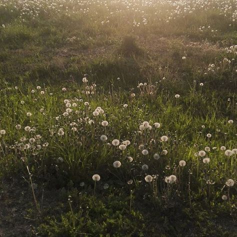 Dark Academia Widget, Green Academia Aesthetic, Green Academia, Dark Naturalism, Dark Summer, Green Pictures, Dark Green Aesthetic, Dark Academia Aesthetic, Spring Aesthetic