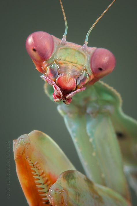 flirty by Blepharopsis.deviantart.com Orchid Mantis, Macro Photography Insects, Mantis Religiosa, Stick Insect, Cool Insects, Insect Photography, Cool Bugs, A Bug's Life, Beautiful Bugs