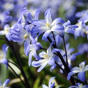 Fall 2023 - Fall Bulbs - Botanus Chionodoxa Forbesii, Botanical Tulip, Deer Resistant Garden, Glory Of The Snow, Snow Flower, Fall Bulbs, Spring Flowering Bulbs, Woodland Garden, Winter Flowers