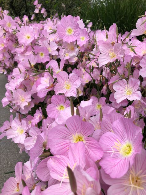 Oenothera speciosa (evening primrose) Evening Primrose Aesthetic, Primrose Aesthetic Flower, Primrose Aesthetic, Primroses Flower, Primrose Bouquet, Oenothera Speciosa, Pink Evening Primrose, Primrose Garden, Pink Primrose