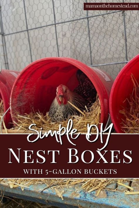 Coop Roost Ideas, Chicken Roosting Bars, Chicken Coop Roost Ideas, Chicken Coop Roost, Chicken Laying Boxes, Nesting Boxes Diy, Chicken Roost Ideas, Chicken Coop Designs Diy, Roosting Bars