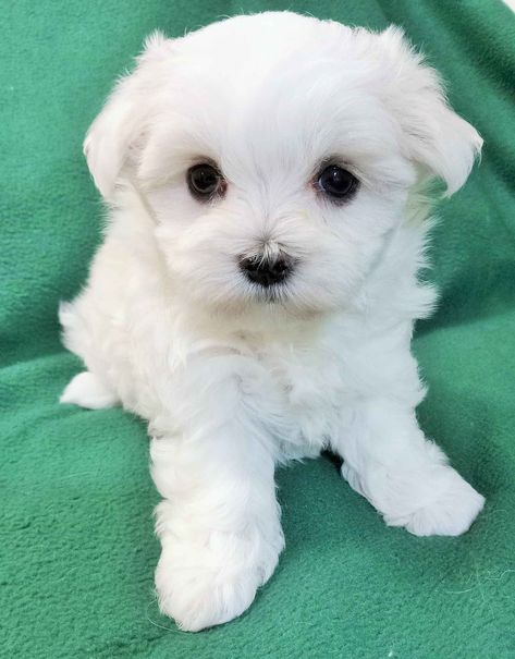 Princess Puppy Maltese Has Maltese Puppies For Sale In Dublin, VA Maltese Puppies For Sale Near Me, Maltese Dog For Sale, Princess Puppy, Puppy Maltese, Cute Fluffy Puppies, Maltese Puppies For Sale, Maltese Puppies, Fluffy Puppies, Maltese Dog