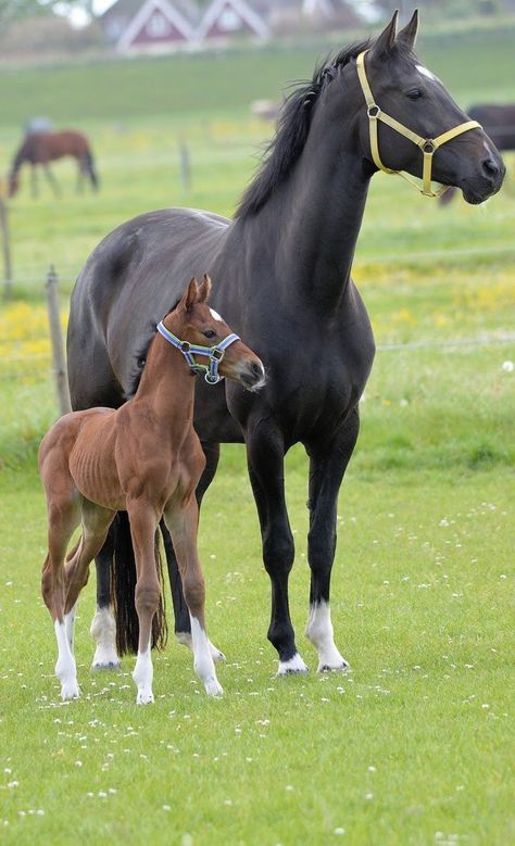 Cute mom and baby horse picture for your phone wallpaper. Phone Wallpaper Cute, Mother With Baby, Horse Background, Baby Horse, Cai Sălbatici, Rasy Koni, Cute Horse Pictures, Amazing Animal Pictures, Baby Mom