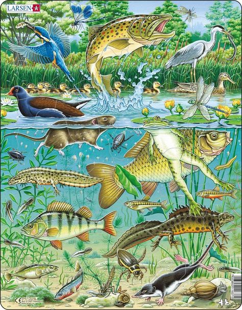 Larsen FH19 European Aquatic Pond Ecosystem, 50 Piece Boxless Tray & Frame Jigsaw Puzzle : Amazon.co.uk: Toys & Games Water Vole, Alder Tree, Pond Snails, Sistem Solar, Grey Heron, Pond Life, Nostalgic Images, Brown Trout, Shape Puzzles