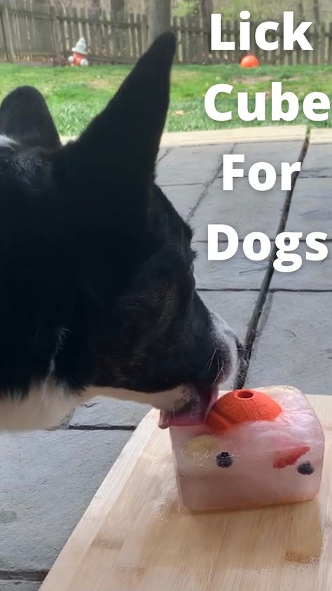 Diy Dog Entertainment, Dog Frozen Lick Mat, Frozen Dog Lick Mats, Ice Dog Treats, Cold Treats For Dogs, Frozen Bowl For Dogs, Outside Dog Activities, How To Keep Dogs Cool In The Summer, Dog Entertainment Ideas Diy