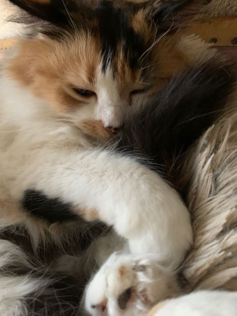 Cat Aesthetic Calico, Calico Cats Cute, Fluffy Calico Cat Aesthetic, Calico Kitten Aesthetic, Calico Cats Aesthetic, Aesthetic Calico Cat, Calico Aesthetic, Calico Cat Aesthetic, Calico Cat Hair