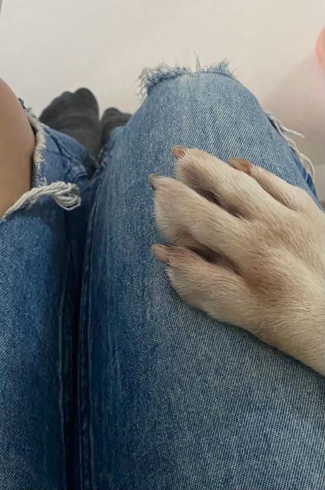 Dog Paws Aesthetic, Dog Paw Aesthetic, Paw Aesthetic, Dogs Paws, Human Legs, Ig Aesthetic, Dog Poses, Dogs Cute, Cute Photography