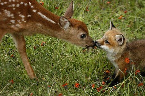 Young Fox, Fox Pictures, Pet Fox, Pretty Animals, Silly Animals, Baby Fox, Baby Deer, Cute Fox, Woodland Creatures