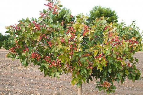 Pistachio Plant, Pistachio Tree, Mastic Tree, Bonsai Trees For Sale, Orchard Tree, Bonsai Tree Care, Agriculture Logo, When To Plant, Indoor Bonsai