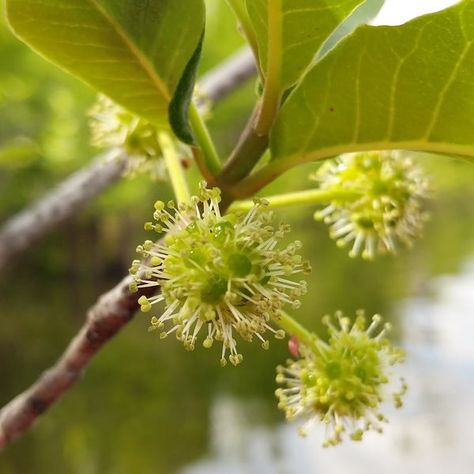 What is tupelo honey and where can I buy some?? – Smiley Honey Tupelo Tree, Tupelo Honey, American Honey, Best Honey, Types Of Fruit, Wind And Rain, Juicy Fruit, Floral Fragrance, Bee Keeping