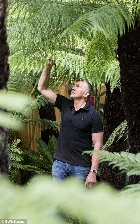 Patrick de Nangle transforms London back garden into a tropical paradise Cold Hardy Tropical Plants, Fern Garden, Ferns Garden, Tropical Garden Design, Tree Fern, Garden Screening, Hidden Garden, Screened In Patio, South London