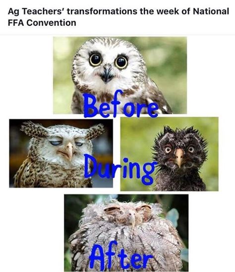 Ag Teachers' Transformations during National FFA Convention! Ffa National Convention, Ffa Week Ideas, Ffa Memes, National Ffa Convention, Ffa Convention, Ffa Banquet, Ag Teacher, Western Stuff, Pe Teachers