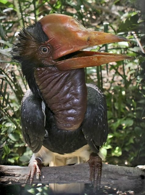 The helmeted hornbill is a large bird with a call that sounds like "maniacal laughter". Bizarre Animals, Weird Birds, Kinds Of Birds, Unusual Animals, Rare Animals, Endangered Animals, Exotic Birds, Pretty Birds, Colorful Birds