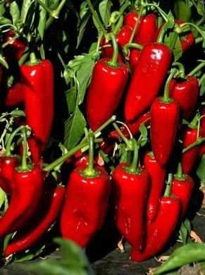 Lasagna Gardening, Chilli Plant, Hot Pepper Seeds, Pepper Plants, Pepper Seeds, Chilli Pepper, Green Chilli, Organic Seeds, Flowers Wallpaper