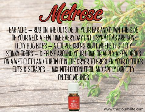 Melrose Essential Oil is an amazing blend of essential oils that is excellent for cleansing and healing scrapes, cuts, wounds and insect bites. Melrose Essential Oil, Young Living Oils Recipes, Living Oils Recipes, Essential Oil Remedy, Young Living Essential Oils Recipes, Essential Oils Guide, Oil Remedies, Yl Essential Oils, Essential Oil Blends Recipes