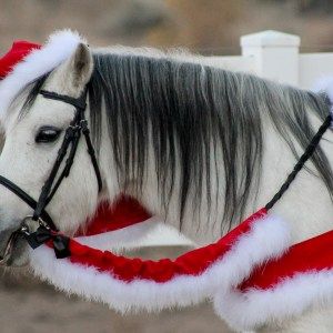 WishPony Santa Horse Costume Xmas Fancy Dress, Christmas Picture Ideas, Horse Halloween Costumes, Dream Christmas, Christmas Dress Up, Christmas Horse, Horse Christmas, Horse Costumes, Horse Dress