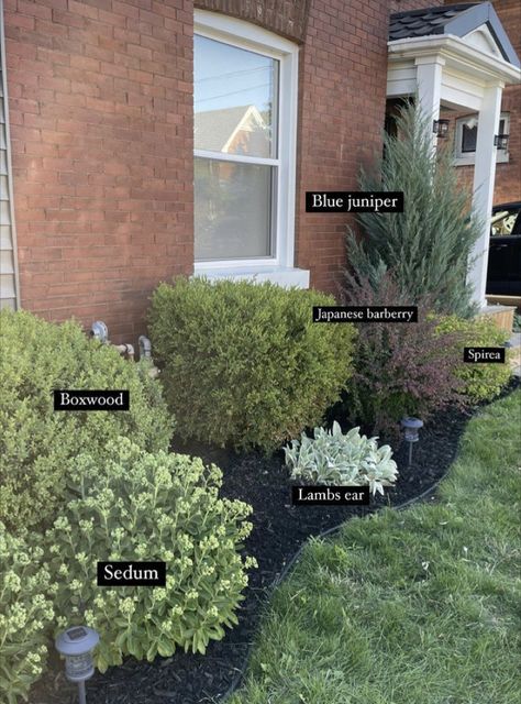 Front Yard Garden Design, Front Landscaping, Lawn And Landscape, Front House Landscaping, Home Landscaping, Garden Yard Ideas, Front Yard Garden, House Landscape, Front Yard Landscaping Design