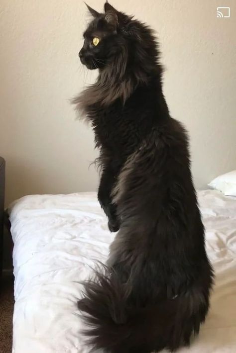 Things To Know About Black Maine Coon | Cat Tips & Cat Facts Cats Standing Up, Cat Standing Up, Cat Person Drawing, Black Mainecoon Cat, Mancoon Cats, Dr Pets, Maine Cooney Cats, Maine Coone, Fluffy Black Cat