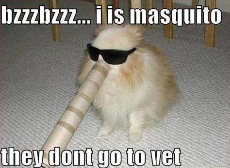 Mosquitos don't go to the vet Pinterest Cute, Funny Dog Memes, Funny Dog Pictures, Memes Humor, Funny Dog Videos, Funny Animal Memes, Dog Gifs, Funny Animal Pictures, Dog Memes