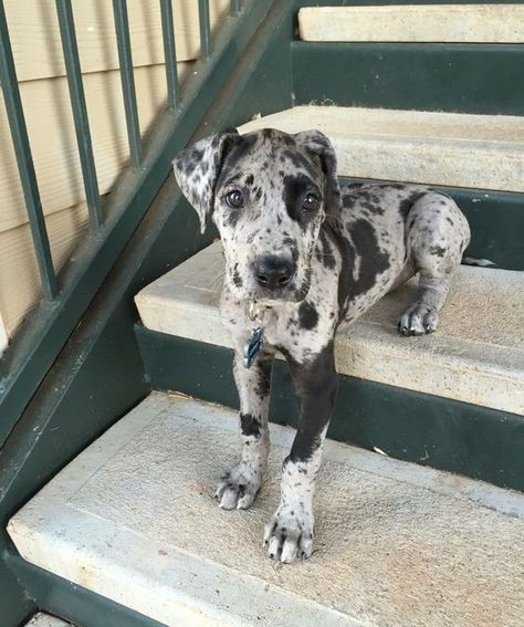 16 Reasons Why You Should Never Own Great Danes – The Paws Great Dane Facts, Blue Merle Great Dane, Merle Great Danes, Cute Dog Costumes, Dane Puppies, Psy I Szczenięta, Great Dane Puppy, Dane Dog, Great Danes