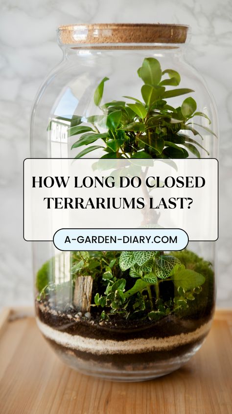 How long do closed terrariums last? With proper care and balance, these mini ecosystems can thrive for decades! Sealed off from the outside world, closed terrariums recycle air and water, creating a self-sustaining environment perfect for those looking for low-maintenance greenery. Discover how to create your own long-lasting terrarium that brings a touch of nature into your home for years to come. No Maintenance Terrarium, Hobbit House Terrarium, Ecosystem In A Jar How To Make, Closed Aquatic Ecosystem, Garden In A Jar Terrarium, Plant Terrarium Closed, Newt Terrarium, Orchids In Terrarium, Terrarium Ideas Small