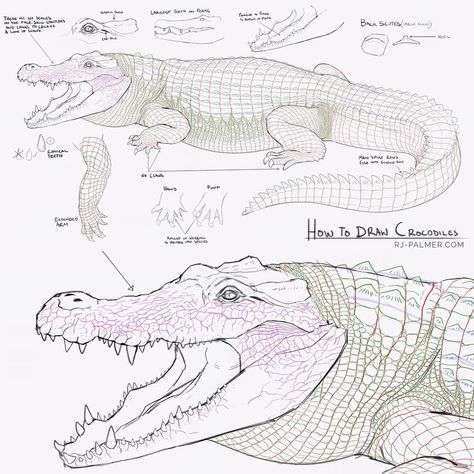 I was asked for tips on drawing crocodiles. Let me know if you have any questions. I hope this is helpful, crocs can be daunting to draw. I know it's small here, hit @ arvalis on twitter or DeviantArt to see it larger. #sketch #drawing #crocodile #tutorial #howto #alligator #creaturedesign #conceptart #anatomy #scales Drawing Crocodile, Crocodile Pictures, Rj Palmer, Tips On Drawing, Animals Drawing, Drawing Animals, Animal Study, Drawing Studies, Animal Drawing