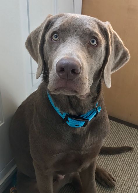 Gandalf the Silver Lab at 9 months Grey Labrador, Silver Lab Puppies, Silver Labrador Retriever, Silver Labrador, Weimaraner Puppies, Dog Portraits Art, Puppy Photography, Silver Lab, Dream Dog