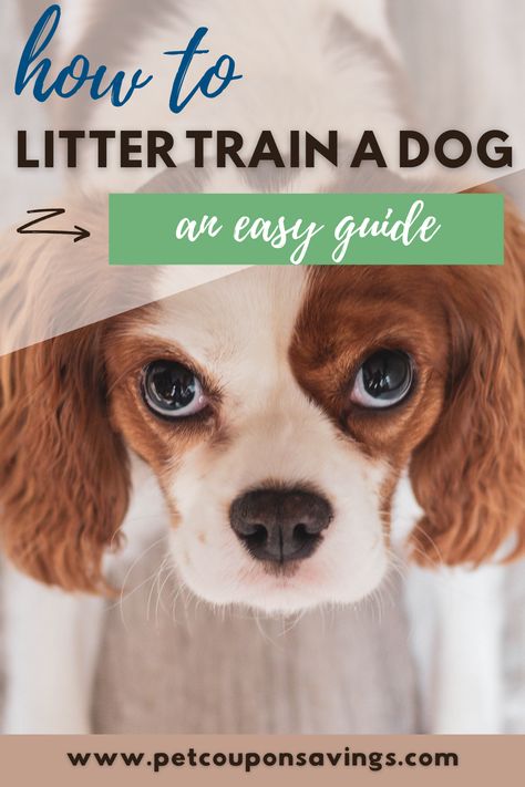 Are you considering litter training your dog? All it takes is some dedication and some supplies. Find out how to get your indoor dog to use a litter box following our easy guide! #dogs #puppies #pethealth #litterbox #dogtraining #pottytraining Litter Box Training Puppies, Introducing Puppy To Cat, Dog Litter Box, Dogs Ideas, Train A Dog, Elderly Dogs, Indoor Dog, Dogs Pooping, Older Dogs