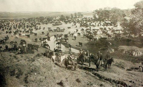 Driving the herd. A daunting task at an unbelievable time. Would you have given it a try?   ~Chisholm Trail pictured Chisholm Trail, Go West, Old West, Wild West, American History, Old Things, Texas, History, Photographer