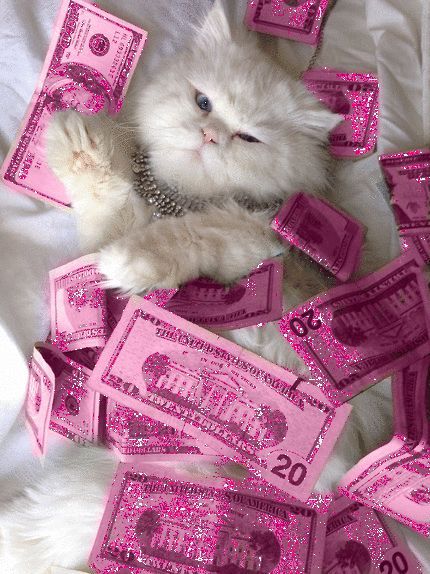 Pink Money, Pink Glitter Wallpaper, Anak Haiwan, Koci Humor, Pink Tumblr Aesthetic, Haiwan Lucu, Söt Katt, Cute Cat Wallpaper, Cute Cats Photos