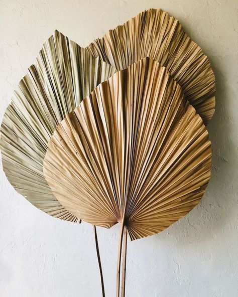 B O T A N Y {floral studio} on Instagram: “These extra large natural dried  Anahaw leaves look amazing displayed on their own.” Anahaw Leaves Decoration, Giant Butterfly Decorations, Anahaw Leaves, Khmer New Year, Giant Butterfly, Rustic Glam Wedding, Rustic Glam, Big Leaves, Floral Studio