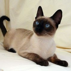 Untitled Cats Siamese, Seal Point Siamese, Kitten Eyes, Cat Personalities, Bright Blue Eyes, Cat Ideas, Siamese Kittens, Abyssinian Cats, Gorgeous Cats