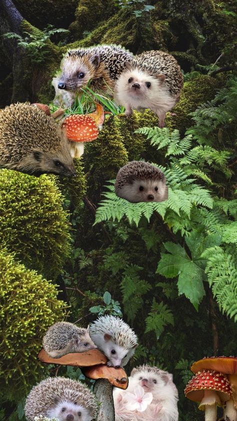 Hedgehog Forest Aesthetic background cute hedgehog collage cottagecore wallpaper Forest Aesthetic Background, Hedgehog Collage, Hedgehog Background, Hedgehog Aesthetic, Hedgehog Wallpaper, Cottagecore Wallpaper, Forest Aesthetic, Background Cute, Cute Hedgehog