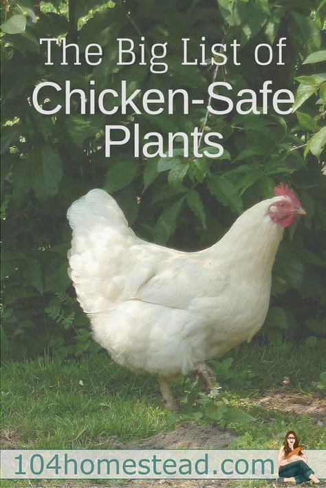 Plants For Chickens, Portable Chicken Coop, Chicken Health, Chicken Eating, Raising Backyard Chickens, Chicken Garden, Keeping Chickens, Building A Chicken Coop, Backyard Chicken Coops