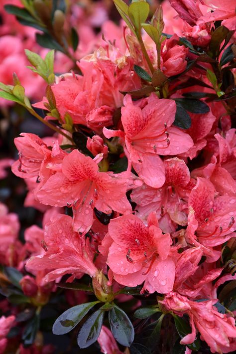 Fashion Azalea (Rhododendron 'Fashion') at Oakland Nurseries Inc Azaleas Care, Azalea Shrub, Low Maintenance Shrubs, Azalea Flower, Flowering Bushes, Diy Garden Fountains, Fall Bulbs, Red And Purple, Most Beautiful Flowers