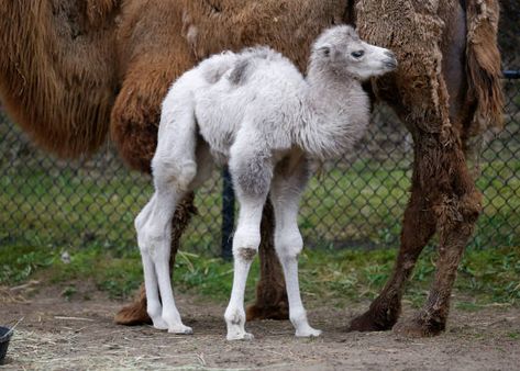 Certain animal species, such as the baby camel, exhibit a preference for an extended period of maternal companionship prior to undergoing a certain developmental milestone. On average, the juvenile camel and its maternal figure engage in a period of cohabitation lasting around three to five years, after which they undergo a separation. In comparison to [...] The post Did You Know Facts About the Baby Camel appeared first on Pestclue. A Separation, Baby Camel, Developmental Milestones, Did You Know Facts, Twin Pregnancy, Animal Species, Baby Owls, Facts About, Pet Care