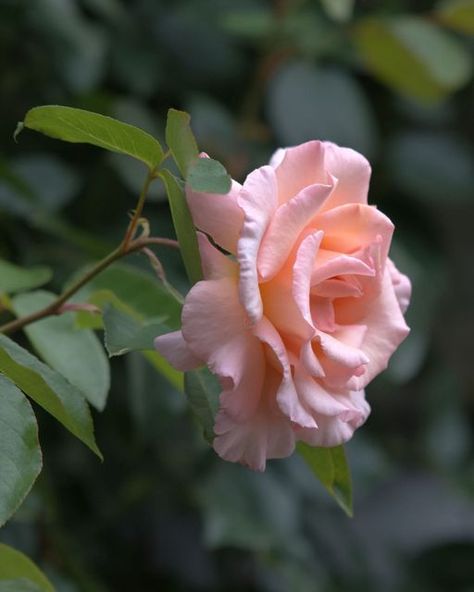 August Garden, Flower Reference, Roses Photography, Sweet Candles, British Garden, La Rose, Climbing Roses, Beautiful Rose Flowers, Green Foliage