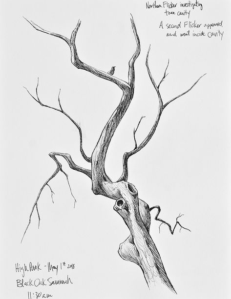 Tree Branches Drawing, Tree Branch Sketch, Sketches Tree, Tree Branch Drawing, Branches Drawing, Tree Pencil Sketch, Pencil Sketch Tutorial, Roots Drawing, Branches With Leaves