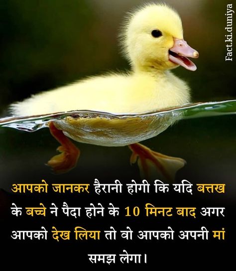 Nice Status, Fact In Hindi, अंग्रेजी व्याकरण, Gk Facts, Successful Habits, Physcology Facts, General Awareness, Physiological Facts, Facts In Hindi