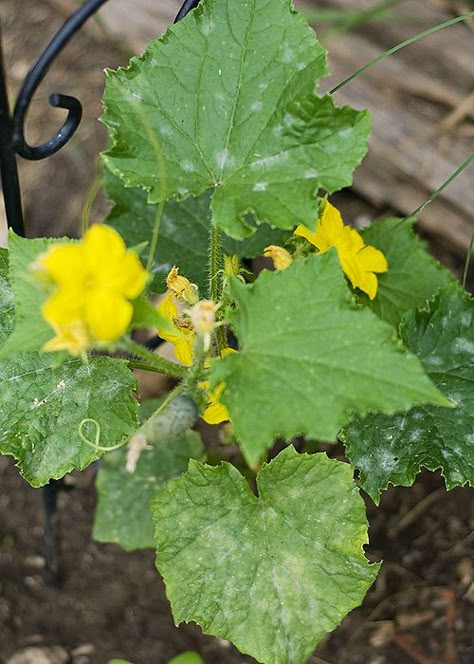 The Hippy Homemaker: Milk, A Garden Miracle Against Powdery Mildew Garden Remedies, Garden Pest Control, Garden Veggies, Powdery Mildew, Veg Garden, Home Vegetable Garden, Organic Gardening Tips, Garden Pests, Cool Ideas