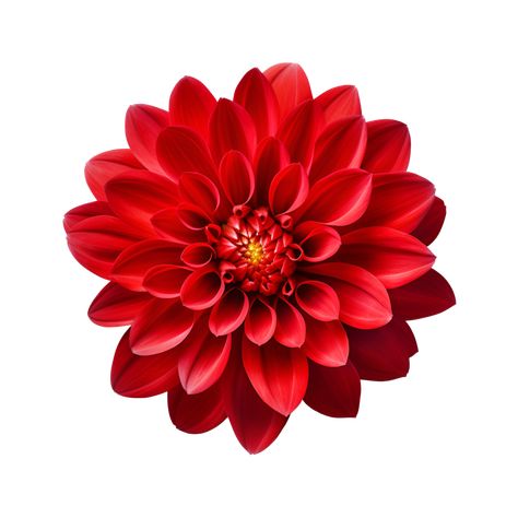 Download AI generated Maroon chrysanthemum flower  isolated on transparent background generative AI for free Maroon Flowers, Chrysanthemum Flower, Tree Saw, Flower Logo, Cityscape Photos, Logo Banners, Nature Backgrounds, Red Flower, Custom Illustration