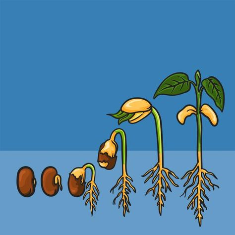 Seed Germination For Kids, Sprout Illustration, Seed Structure, Seed Illustration, Outline Pictures, Seed Planting, Plant Doodle, Illustration Process, Sprouting Seeds