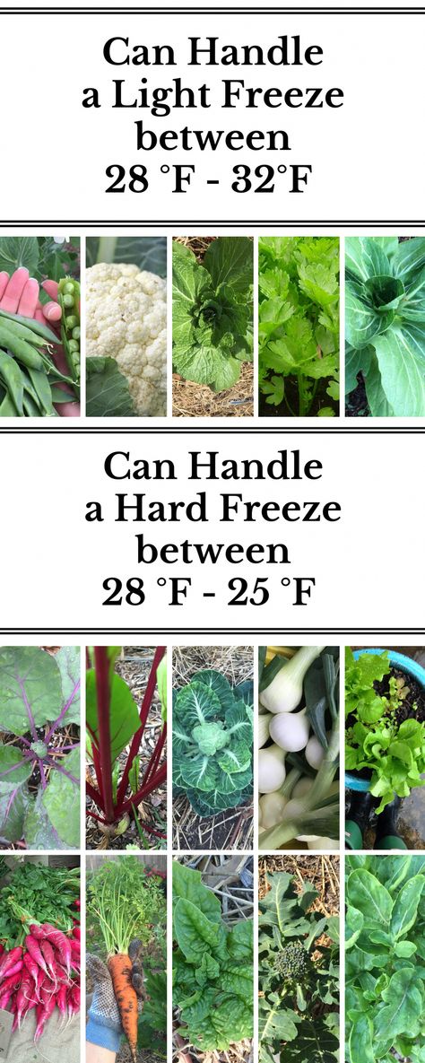 Before deciding on which plants to grow, you need to know which are warm season and cool season plants. Growing in the winter means you need to take it a step further and learn about frost tolerance in cool season crops. Here's an article that breaks it down, helping you decide what to grow when! #backyardorganicgarden Indoor Vegetables, Winter Vegetables Gardening, Indoor Vegetable Gardening, Fall Vegetables, Plants Growing, Fall Garden Vegetables, Organic Vegetable Garden, Plants To Grow, Winter Vegetables