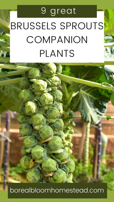 Brussels Sprouts Companion Plants | Looking for the best companion plants to pair with your Brussels sprouts? Our guide is your go-to for information. Learn which plants make great companions for Brussels sprouts, why these plants are beneficial, and how each can help protect against pests.  With our guide, you will learn how to properly plant these companion crops in order to get the greatest benefit from them. | borealbloomhomestead.com Carrot Companion Plants, Brussel Sprout Plant, Broccoli And Brussel Sprouts, Companion Planting Guide, Best Companion Plants, Companion Planting Chart, Companion Planting Vegetables, Companion Gardening, Squash Plant