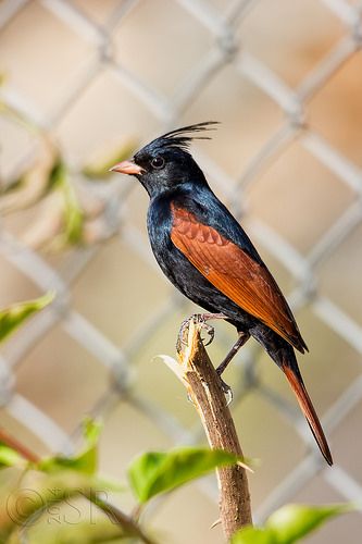 Bunting Bird, Bird Sitting, Kinds Of Birds, Bird Watcher, Beautiful Bird, Nature Birds, All Birds, Bird Of Paradise, Bird Pictures