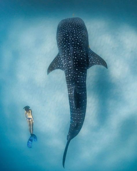 What an incredible experience: swimming alongside the largest fish in the ocean  . Model @ellemayell  Photo by @jakewiltonphoto  . . . . . . . . . . . . . .  #whaleshark #whalesharks #divinglife #diving #freediving #apnea #seacreature #sharklover #underwaterworld #ningalooreef #coralbay #australia #wildlifelovers #oceanphotography #divingphotography #wildplanet #sea #lovetheocean #seaanimals #marineconservation #uwpics #naturephotography #divingphoto #oceanlovers #wildlife #undersea #oceanvibes Fish In The Ocean, Swimming With Whale Sharks, Whale Sharks, Gray Whale, Ocean Photos, Shark Lover, Marine Conservation, Underwater Life, Ocean Vibes